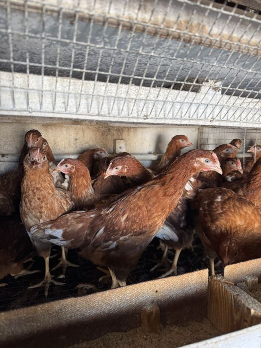 Продаю Куры Ломан Браун