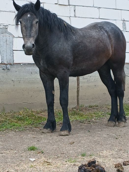 Vând mânză de 2 ani.