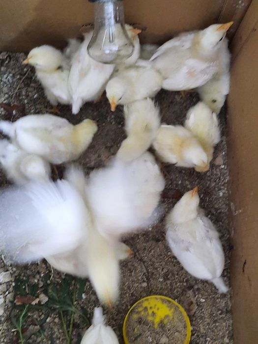 Цыплята суточные