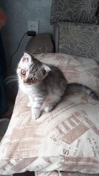 Срочно продам котят не дорого