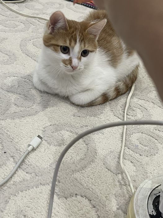 Котенок  в добрые руки
