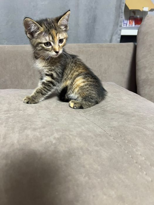 Котенок в добрые руки