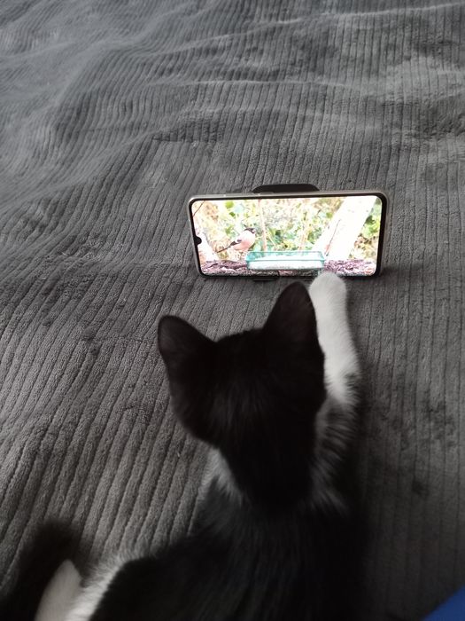 Котята бесплатно