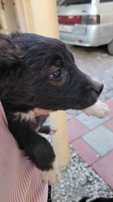 Щенята от черного лабрадора