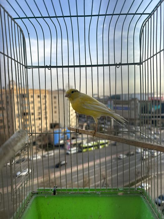 Продается певчая канарейка нар