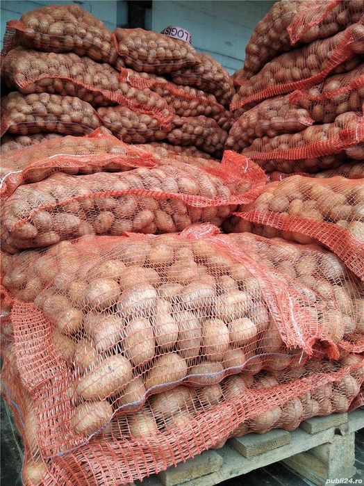 cartofi de samanta Covasna: Riviera, Carera Carrera si Red Lady