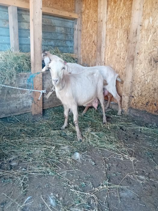 Două capre anglo nubian cu sannen