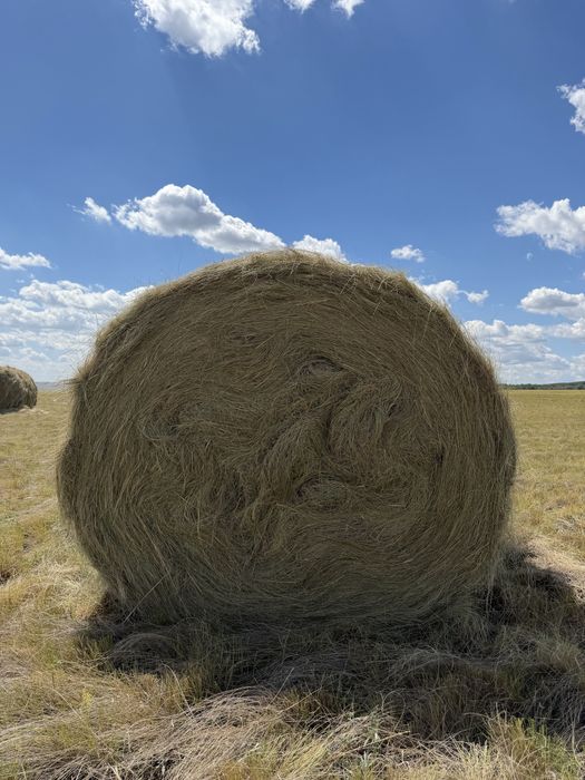Продам сено ковыль обмен на скот