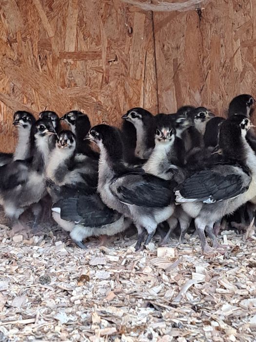 Pui australop negru