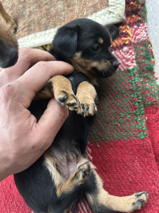 Мини пинчер мъжко и женско