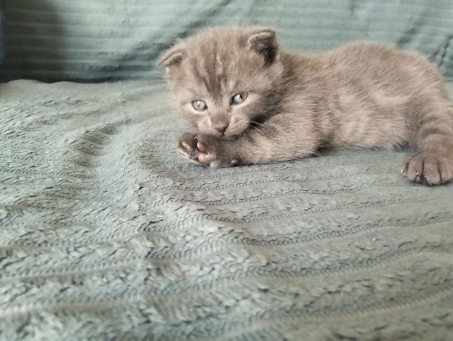 Продам котят месяц и неделя им