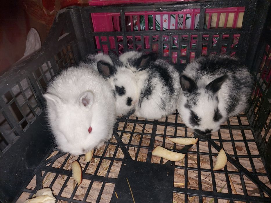 Продам Декаротивных кроликов