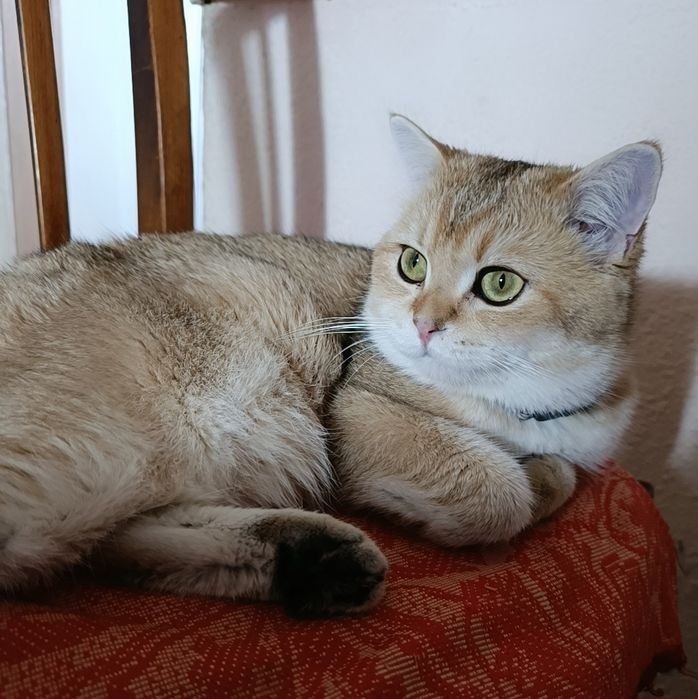 Вязка Шикарные чистокровные коты