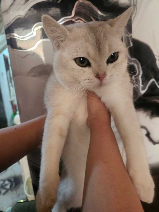 Mushuklar shinshila F1