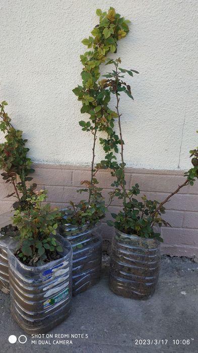 Роза, атиргул кучати