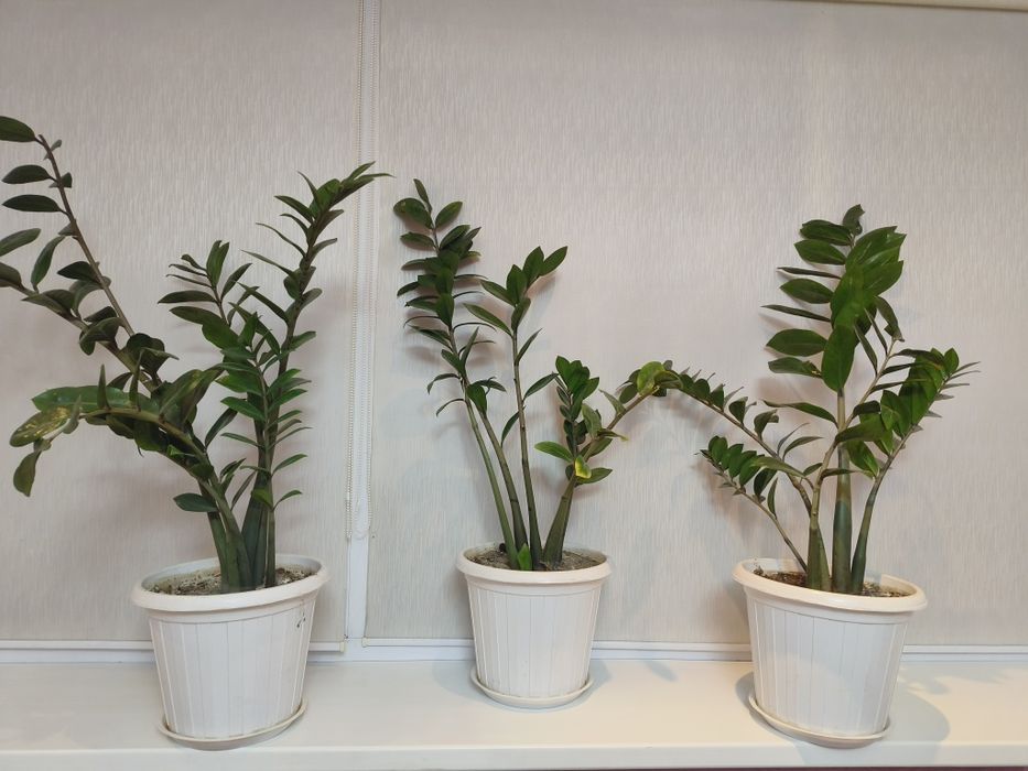 Продам цветы Замиокулькас