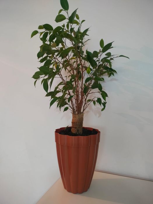 Фикус Бенджамино.