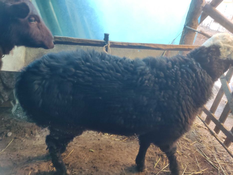 Barra QO'CHQORlar sotilladi EGIZAK