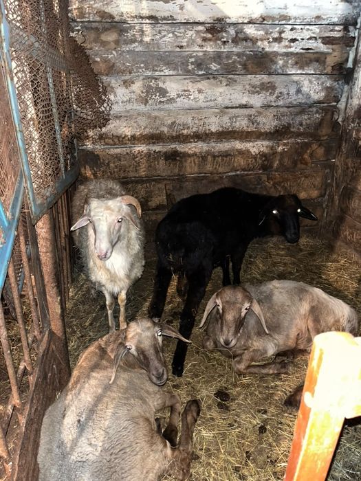 Продам 4 кошкара токтушки