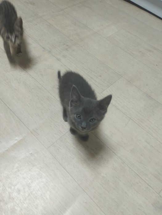 Отдам котят в добрые руки