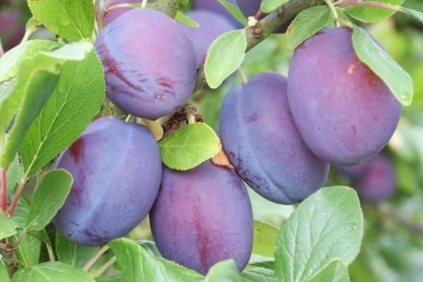 Саженцы сливы обычная