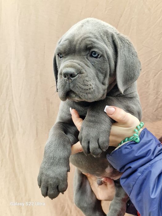 Щенки кане корсо