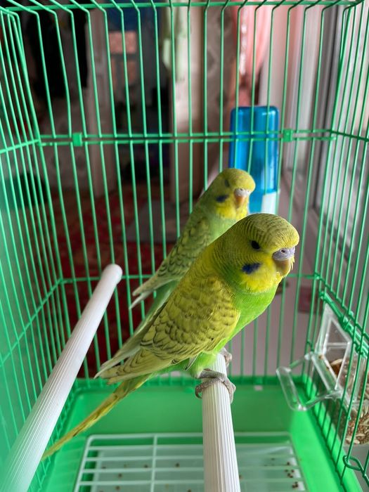 Попугай валнистый