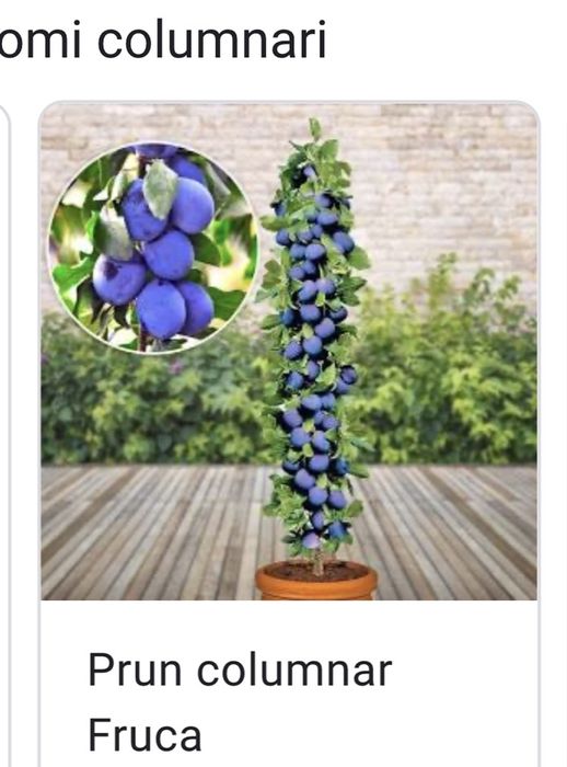 Pomi columnari fructiferi