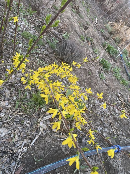 Местные садовые растения