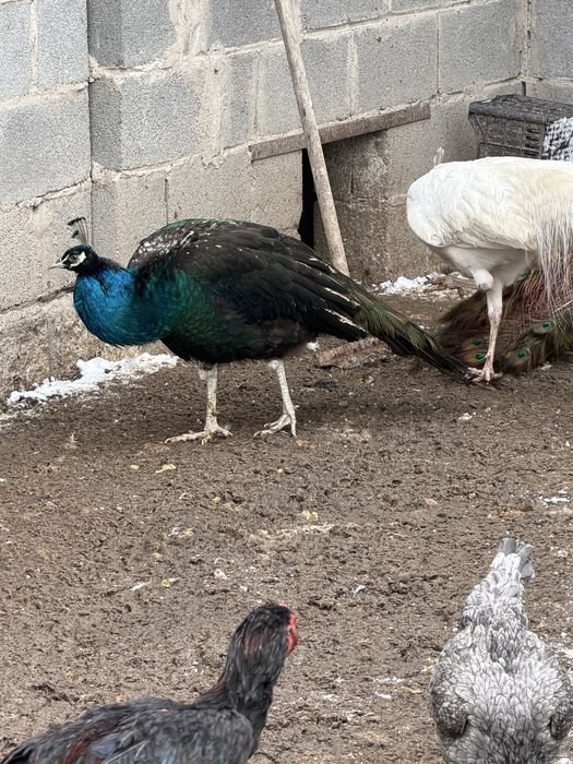 Черный павлин  молодой павлины