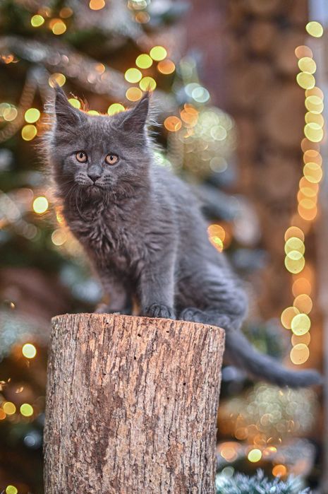 Продавам коте мейн-кун