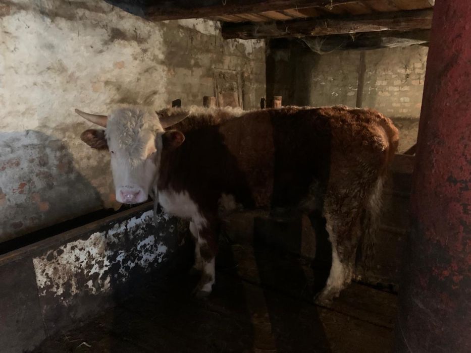 Бука сатылады 1,5 жасар