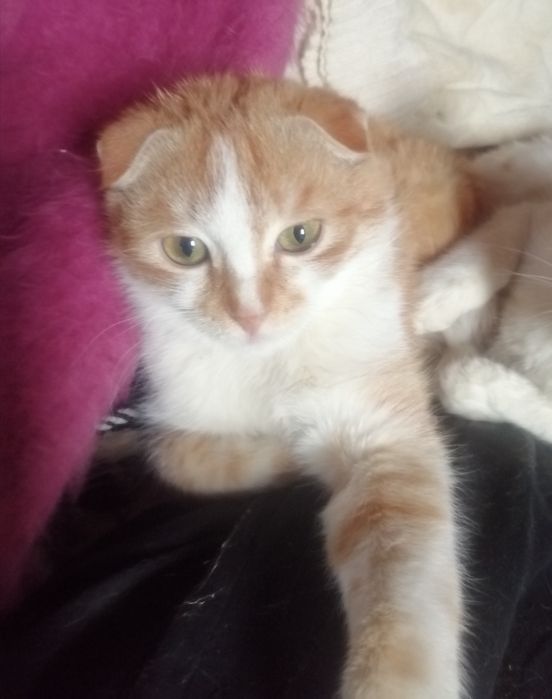 Продаётся Котик скотиш-фолд мальчик