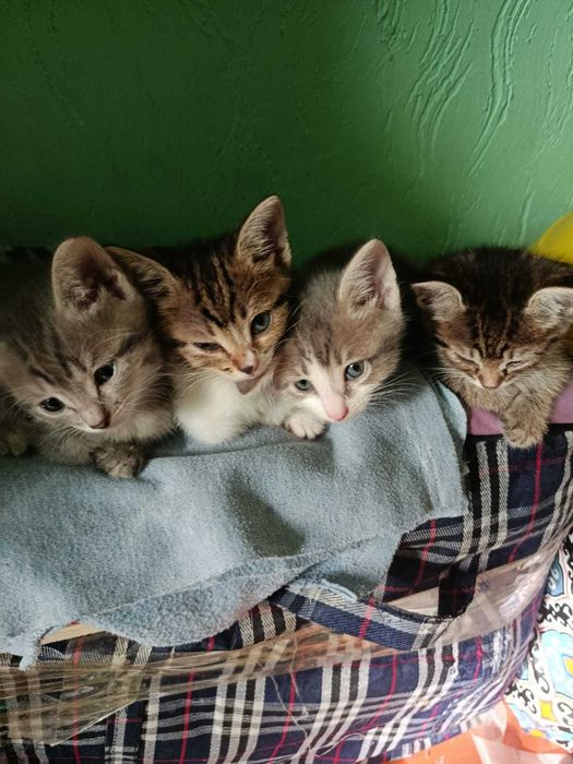 Отдам котят в добрые руки