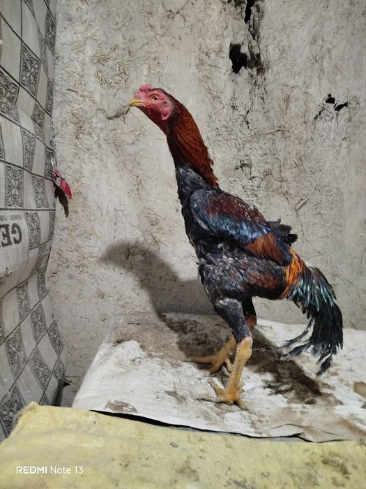 Kulangi zotdor xo'roz