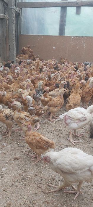 Pui rasa mixta pui alb