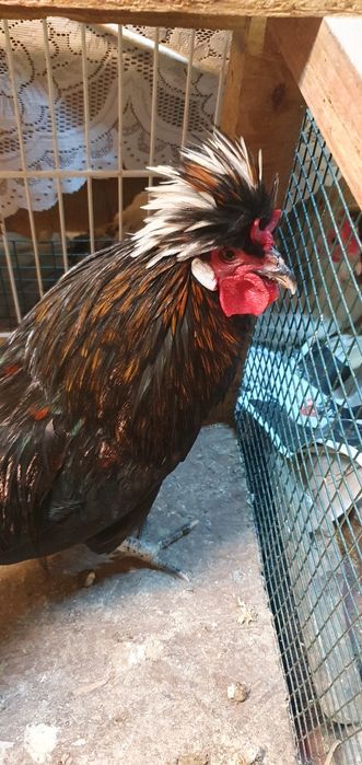 Cocoș  Moțată Olandeză