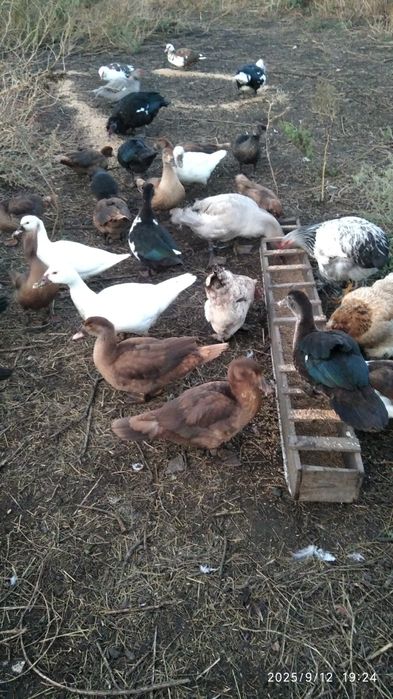 Утки, индоутки .