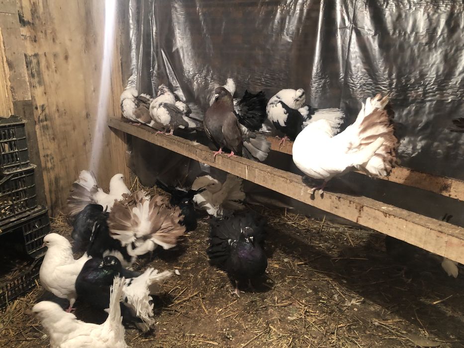 Павлин кептерлер сатылады