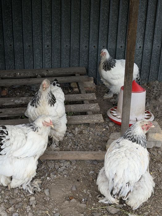 Куры породы Брама