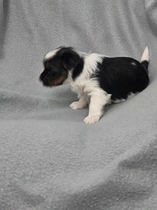 Йоркширски териер-бивер