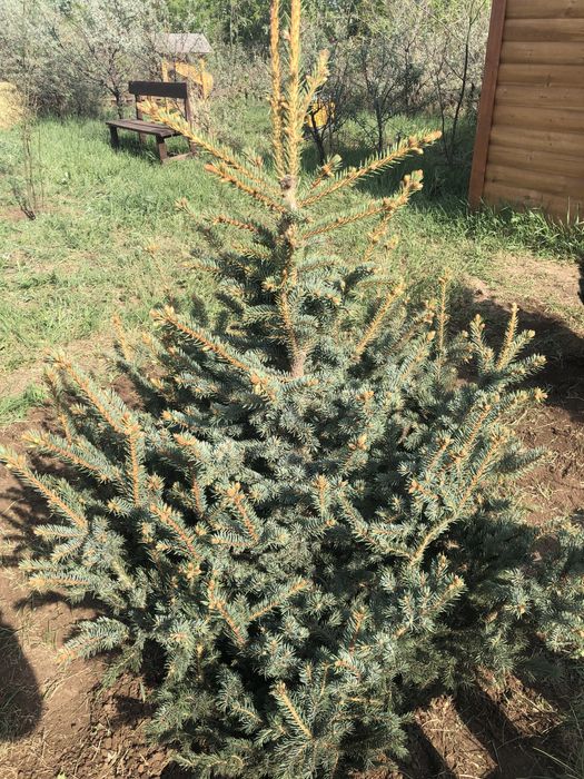 Озеленение територии