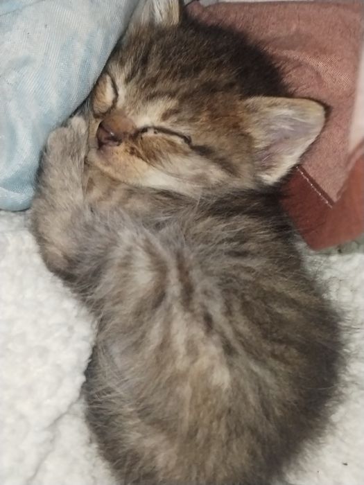 Отдам двух котят
