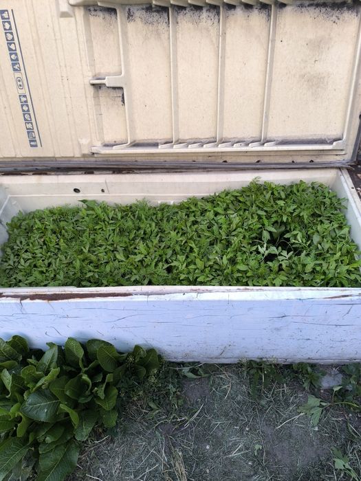 Продам рассаду помидор.