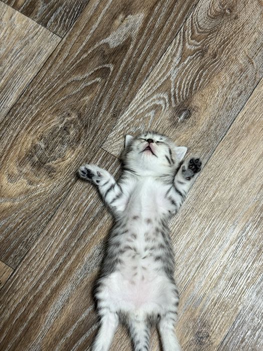 Котята  скотиш страйт