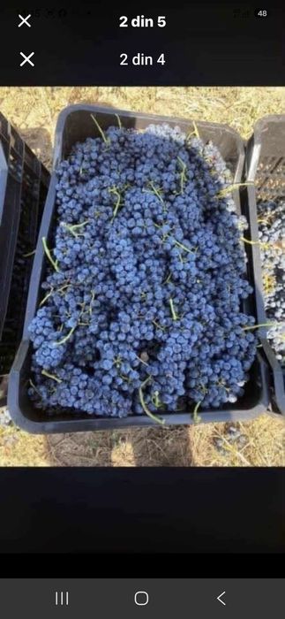 Vănd struguri de vin să transportă la domiciliul clientului