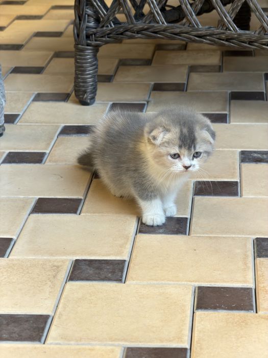 Продаются котята!