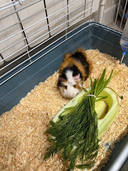 Морская свинка Малчик красавчик