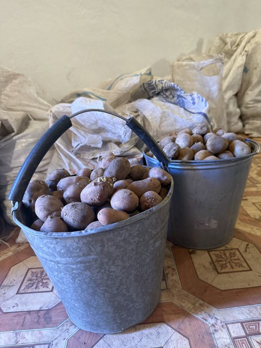 Продам домашний картофель