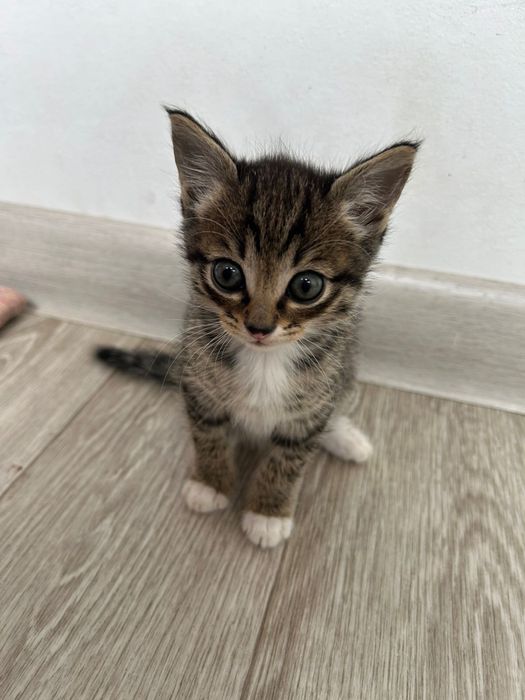 БЕСПЛАТНО отдам котят